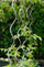 Lot de 10 supports en spirale pour plants de tomates 180 cm en acier Agrati