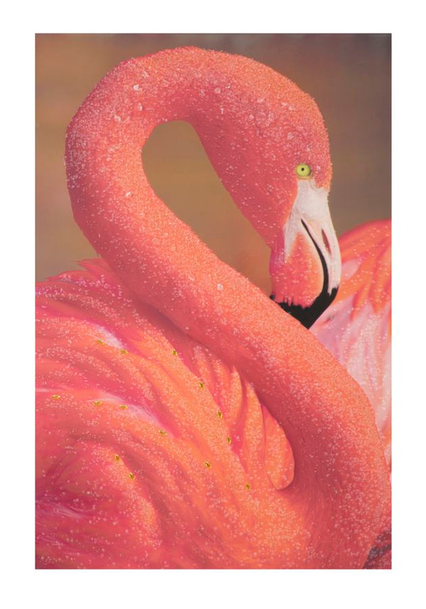 acquista Impression sur Toile avec Flamingo Applications 80x3,8x120 cm en Bois et toile