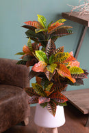Croton Artificiale con Vaso, Composto da 136 Foglie Altezza 100 cm Verde-5