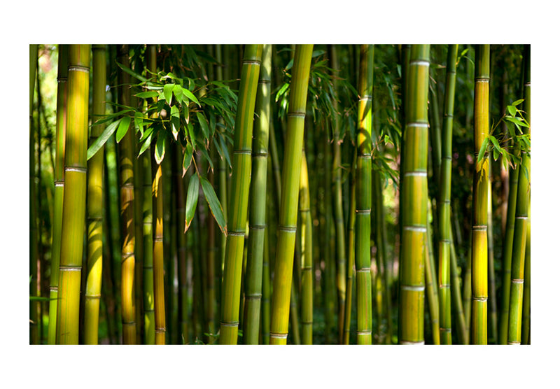 Carta da Parati Fotomurale - Asiatica Foresta di Bambù 450x270 cm Erroi-2