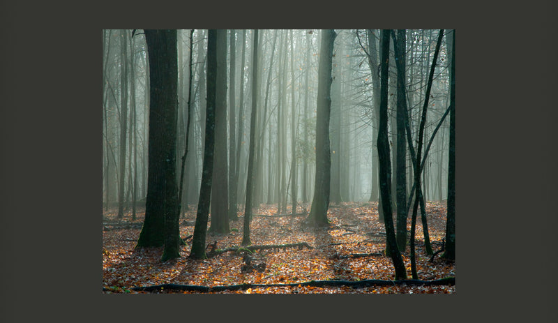 Fotomurale - Witches' Forest 200X154 cm Carta da Parato Erroi-2