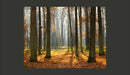 Fotomurale - Autumn Trees 200X154 cm Carta da Parato Erroi-2