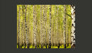 Fotomurale - Foresta di Betulle 200X154 cm Carta da Parato Erroi-2