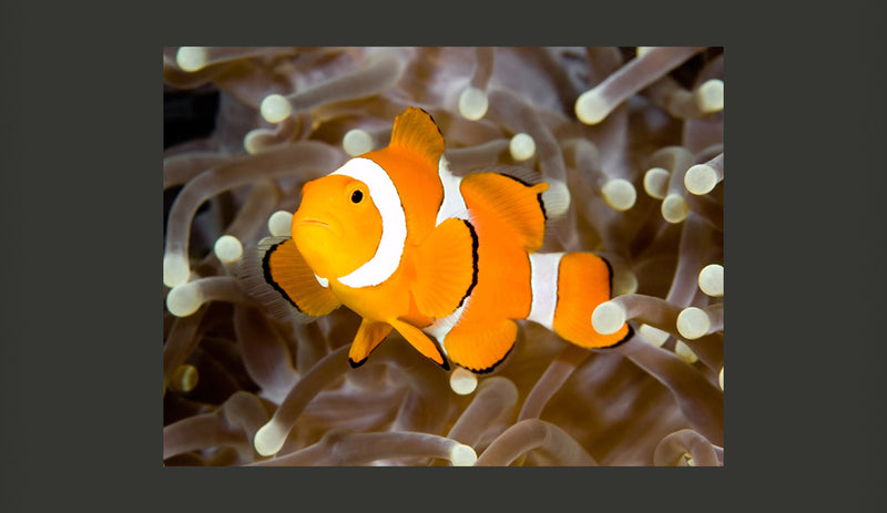 Fotomurale - Finding Nemo 200X154 cm Carta da Parato Erroi-2