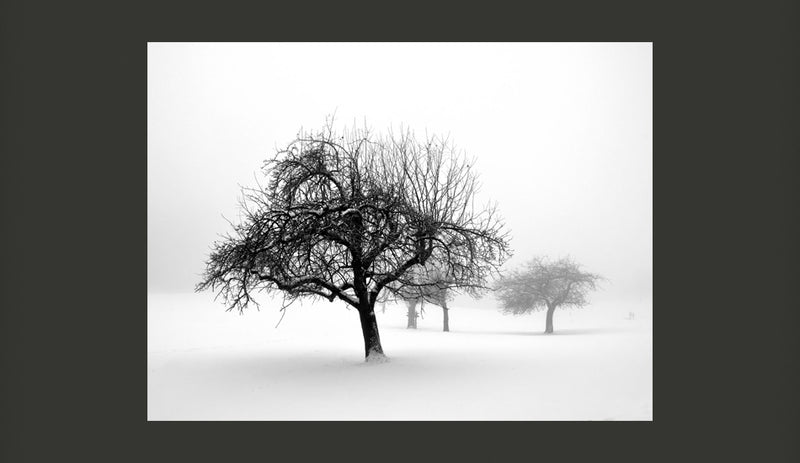 Fotomurale - Inverno - Alberi 200X154 cm Carta da Parato Erroi-2