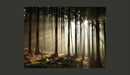 Fotomurale - Foresta di Conifere Al Mattino 200X154 cm Carta da Parato Erroi-2