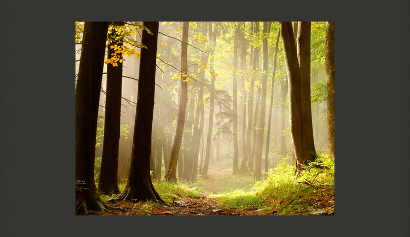 Fotomurale - Mysterious Forest Path 200X154 cm Carta da Parato Erroi-2