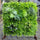 Mur Végétal Artificiel Vertical 100x100 cm