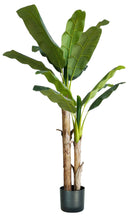 Pianta Artificiale Banano H170 cm con Vaso Verde-1