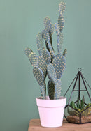 Pianta Artificiale Cactus Opunthia con Vaso H 56 cm-5