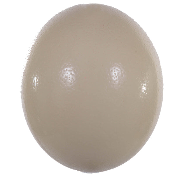 sconto Uovo di Struzzo Naturale H 15 cm