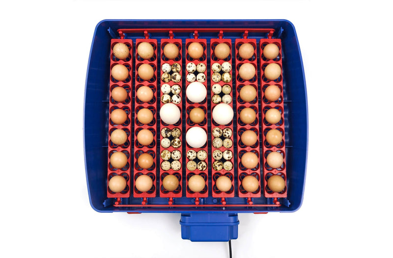 Incubatrice per Uova Automatica Professionale Borotto Real 49 Plus-3