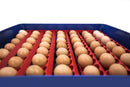 Incubatrice per Uova Automatica Professionale Borotto Real 49 Plus-5