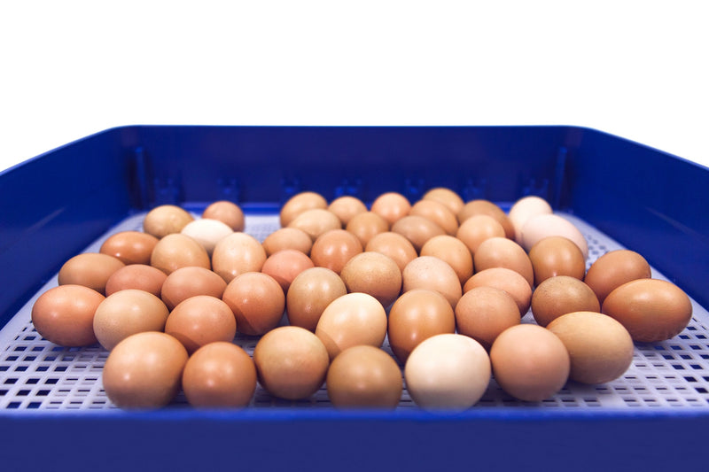 Incubatrice per Uova Automatica Professionale Borotto Real 49 Plus-7